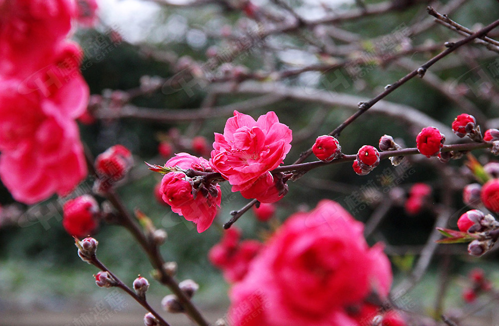 春暖花開，桂林鴻程誠邀您共賞春景,！